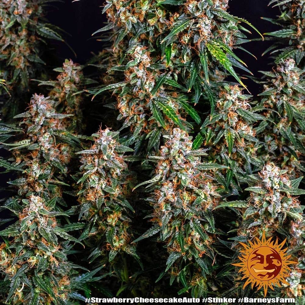 Strawberry Cheesecake Auto - Gas Station
