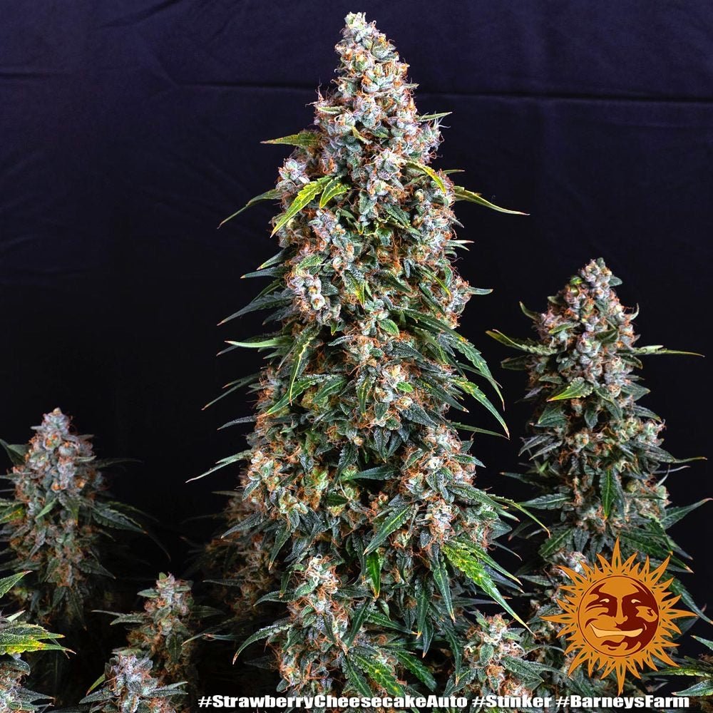 Strawberry Cheesecake Auto - Gas Station