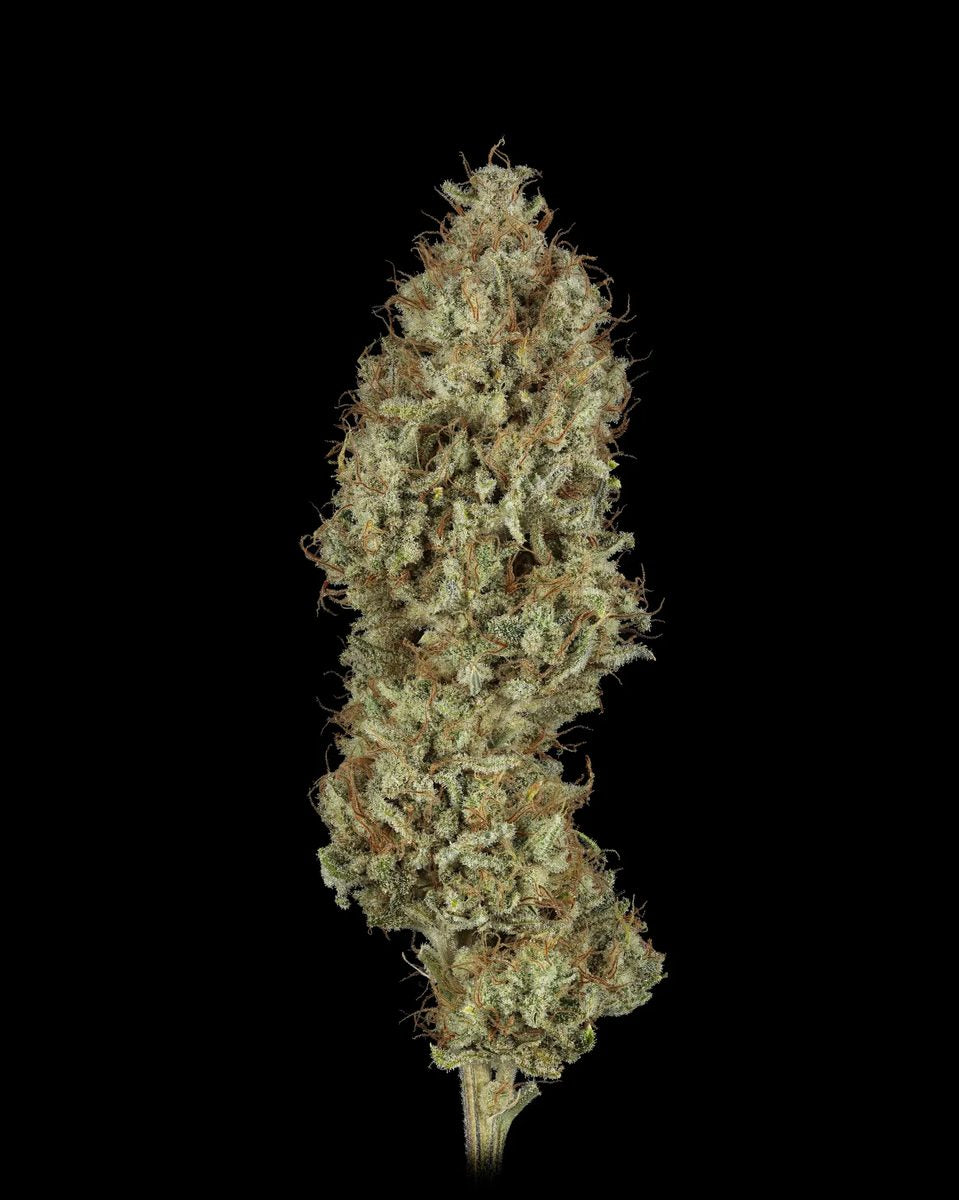SFV OG x x WB Bubba 5 seeds