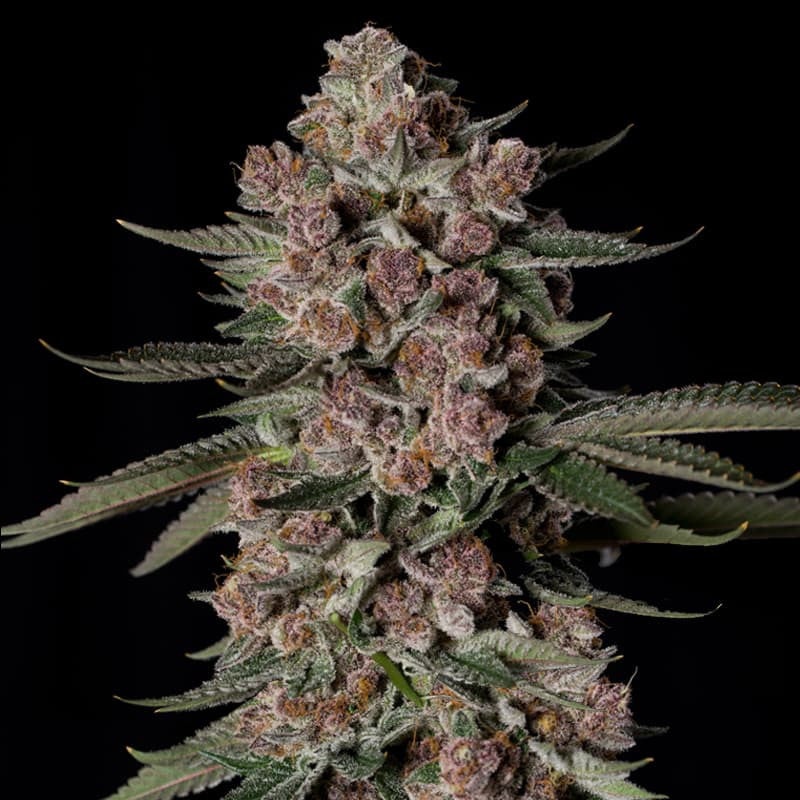 Tropical Jam (Tropicanna Cookies x Animal Face Mints) 5 seeds