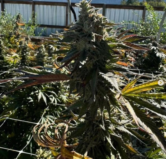 TROPICAL TWIST (SMACKLES X BLACKCHERRY SMOOTHIE) 6 fem seeds