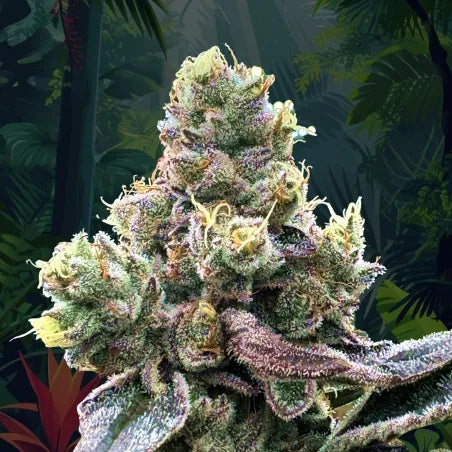 Tropizaï (Tropicannna × Zaïzaï) Regular 12 seeds