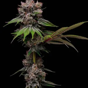 Golden Haze (Golden Pineapple x Hazy Kush) 5 seeds + 2 fem freebies