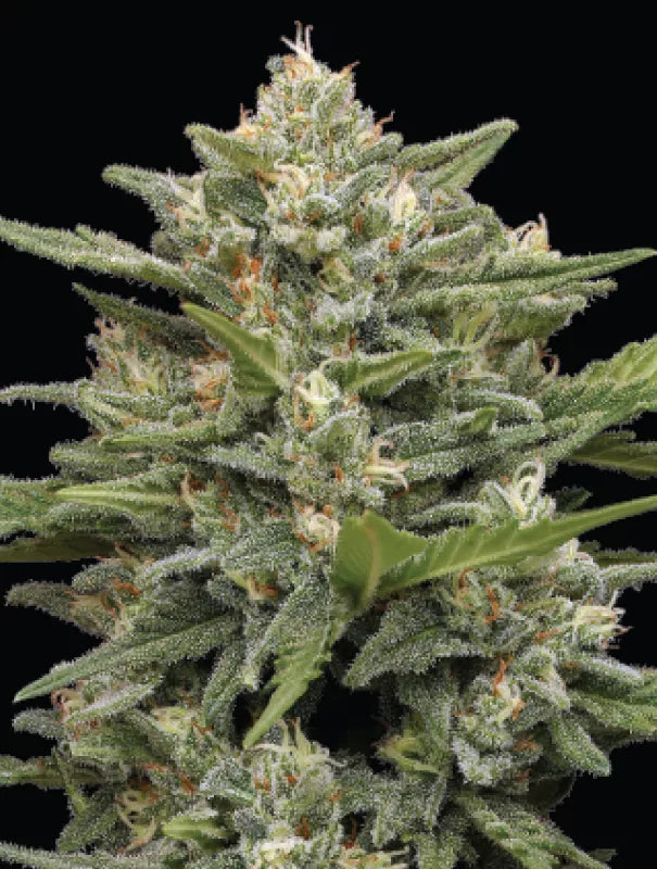 Vanilla Latte Auto (Vanilla Frosting x Sol Mate Auto) 5-Pack