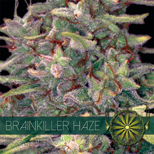 Brainkiller Haze (FEM) 5+2 seeds