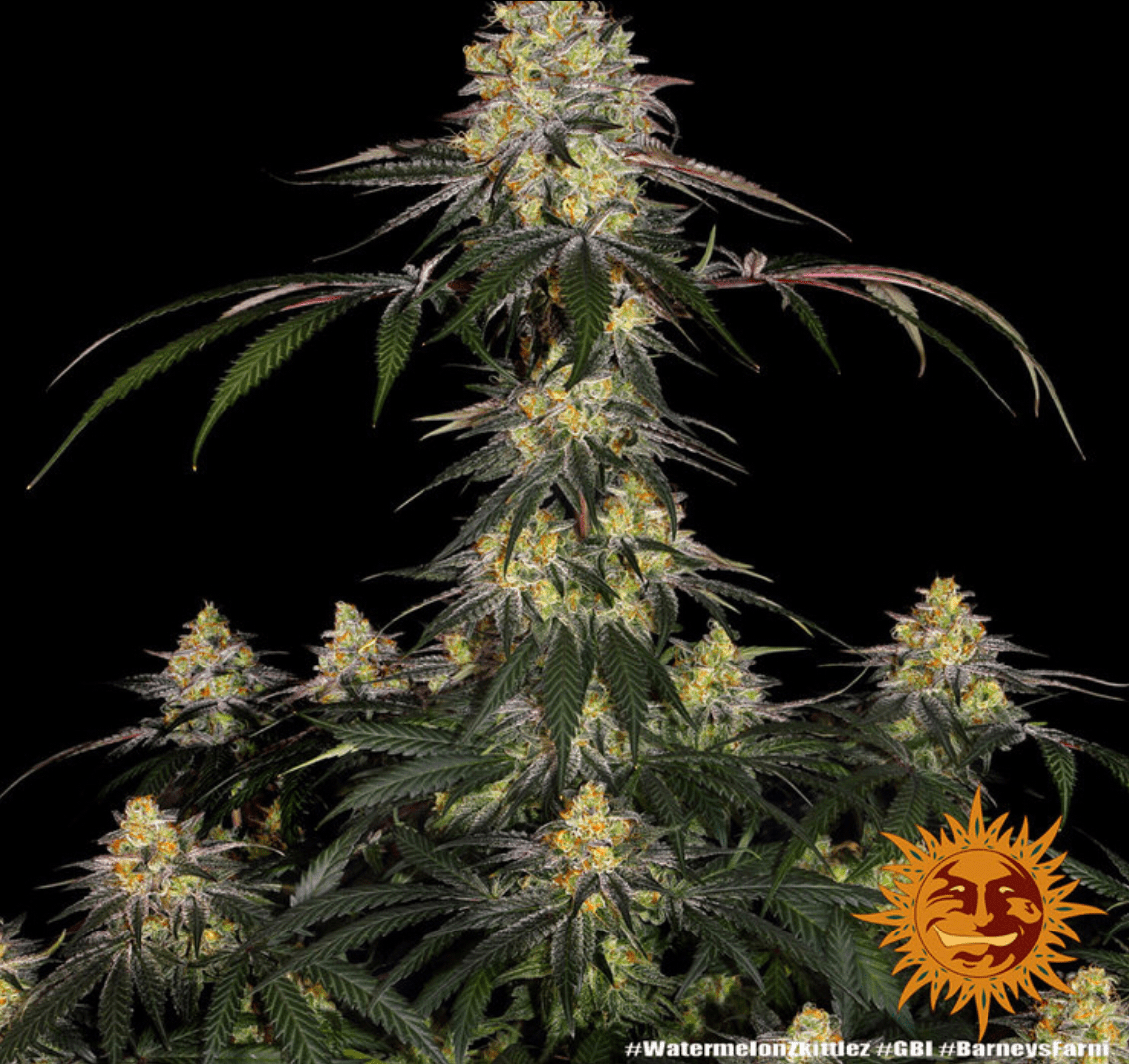 Watermelon Zkittlez - Gas Station