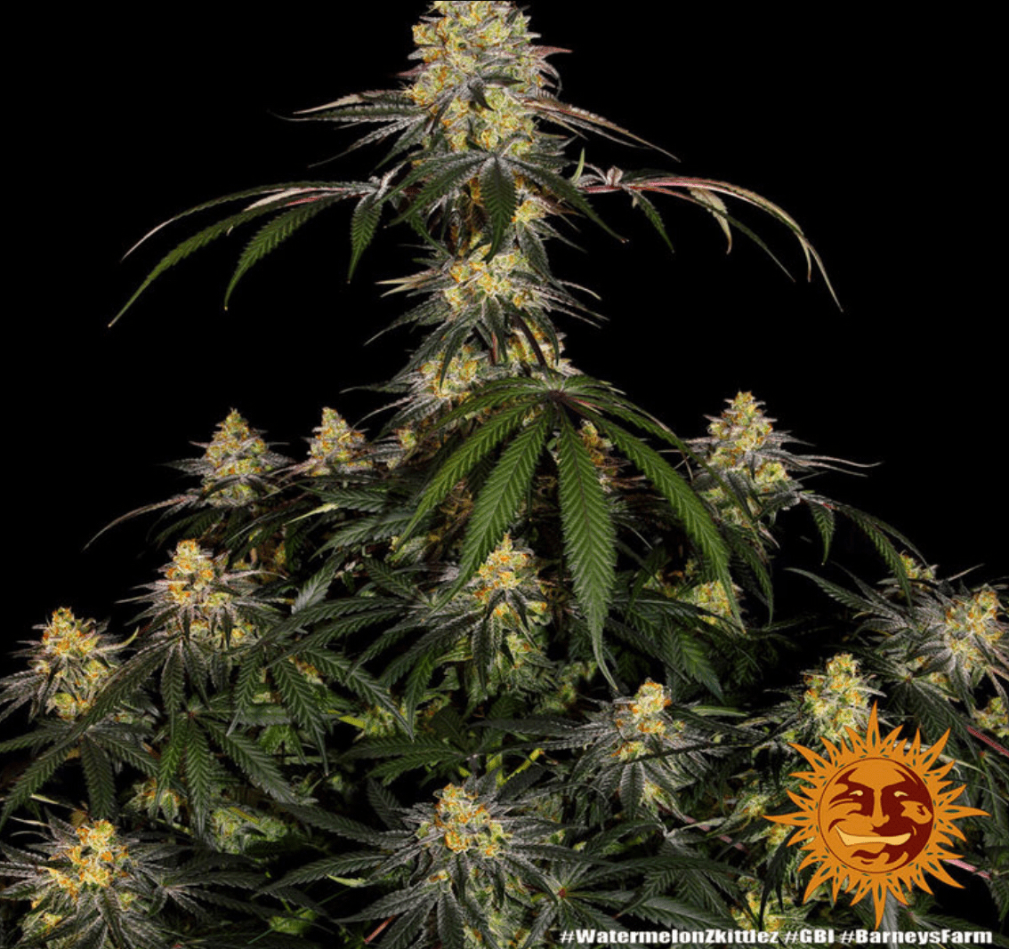 Watermelon Zkittlez - Gas Station