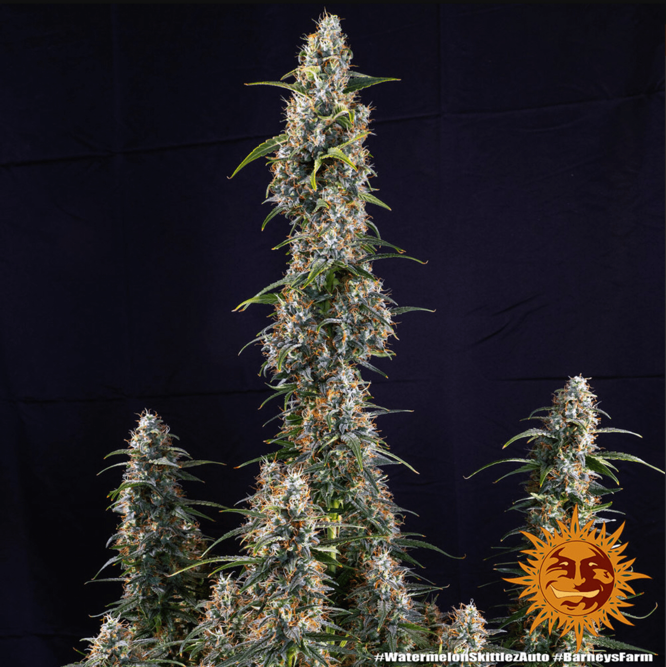 Watermelon Zkittlez Auto - Gas Station