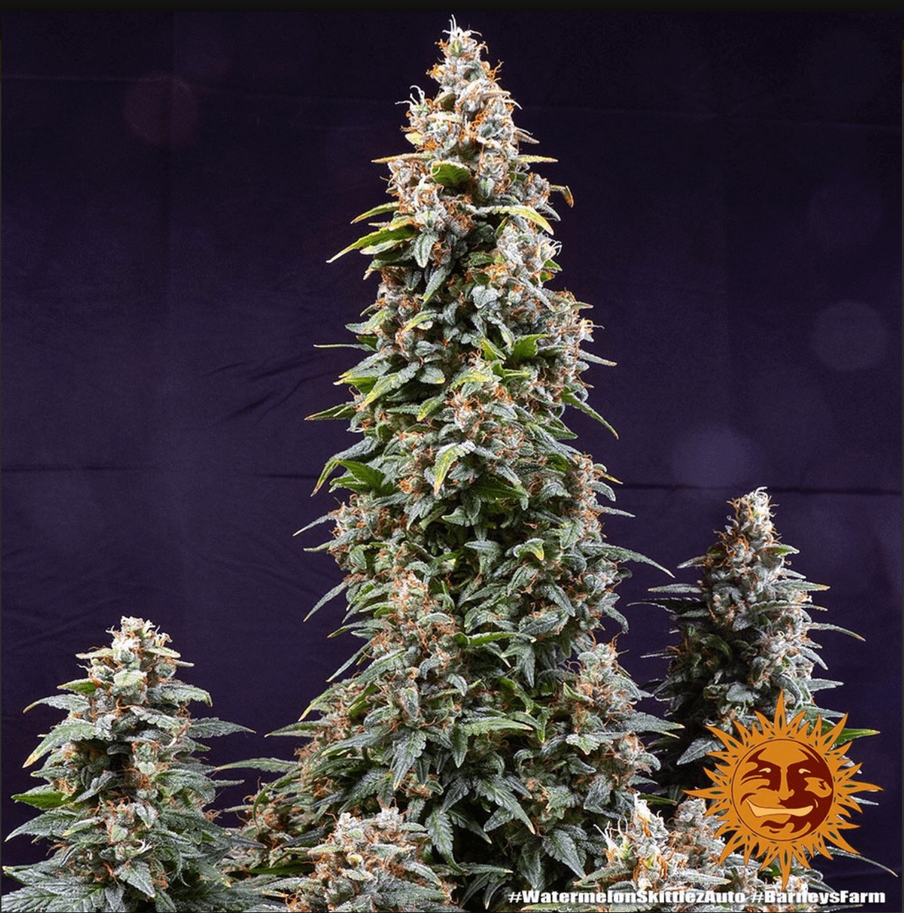Watermelon Zkittlez Auto - Gas Station