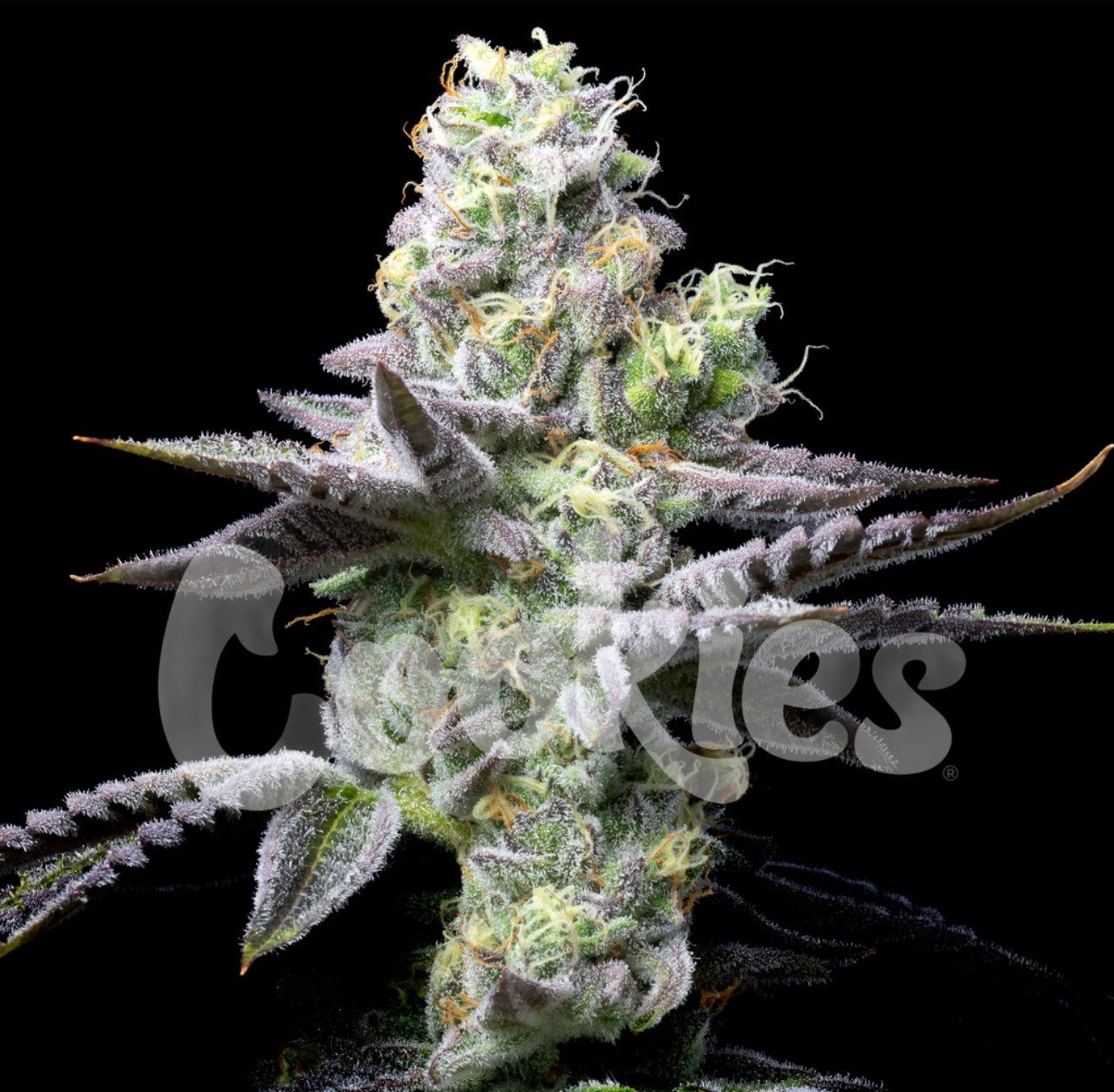 Melissa Lauren qattiq porno onlayn Jonli erotik veb-kamera eshittirishlari