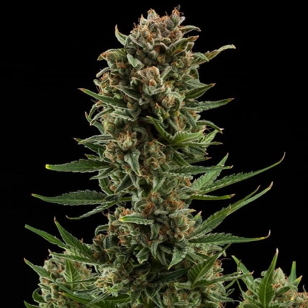 White Widow Auto - Gas Station