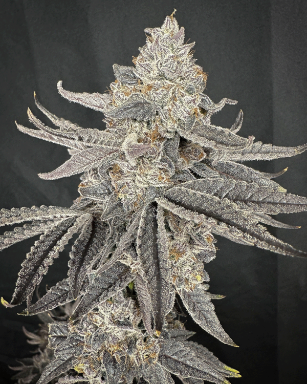 Yacht Party (Weekend at Garys x Gas Guzzler) 3 seeds