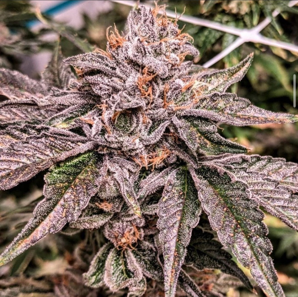 Zeltzer (Cherry Lime Soda x Zoda) Fem 6-Pack + 3 London Zoda x Limecai Fem