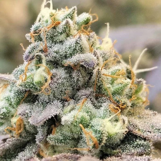 Zlurpi (Z Runtz x Z Road) 7 seeds + 3 Papayadawg
