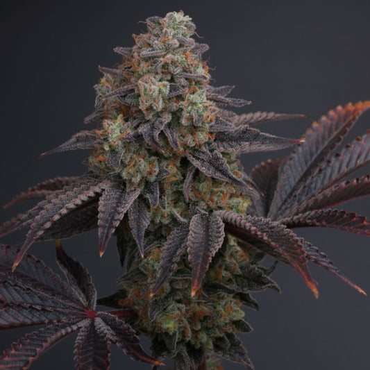Zowahh V2.0 Regular (Original Z Bx x Karma Sour D Bx) 12 seeds
