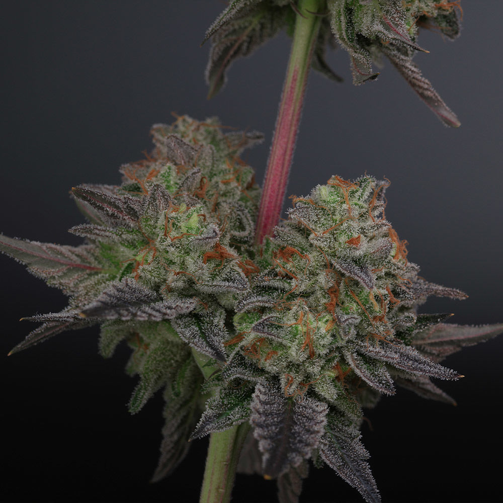 Zowahh V2.0 Regular (Original Z Bx x Karma Sour D Bx) 12 seeds