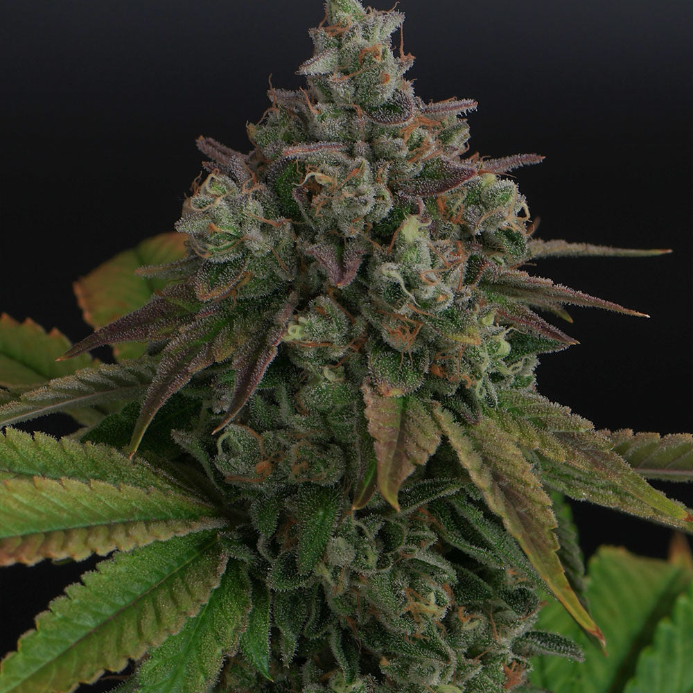Zowahh V2.0 Regular (Original Z Bx x Karma Sour D Bx) 12 seeds