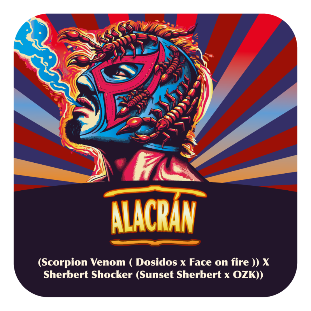 Alacrán (Scorpion Venom x Sherbert Shocker) FEM 5-Pack