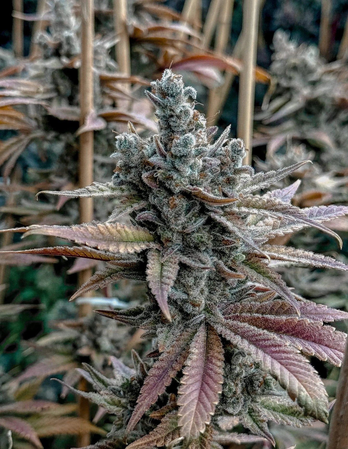 Lemon Elixir ((Las Vegas Lemon Skunk x The OG #18) x Last Supper) 6 seeds