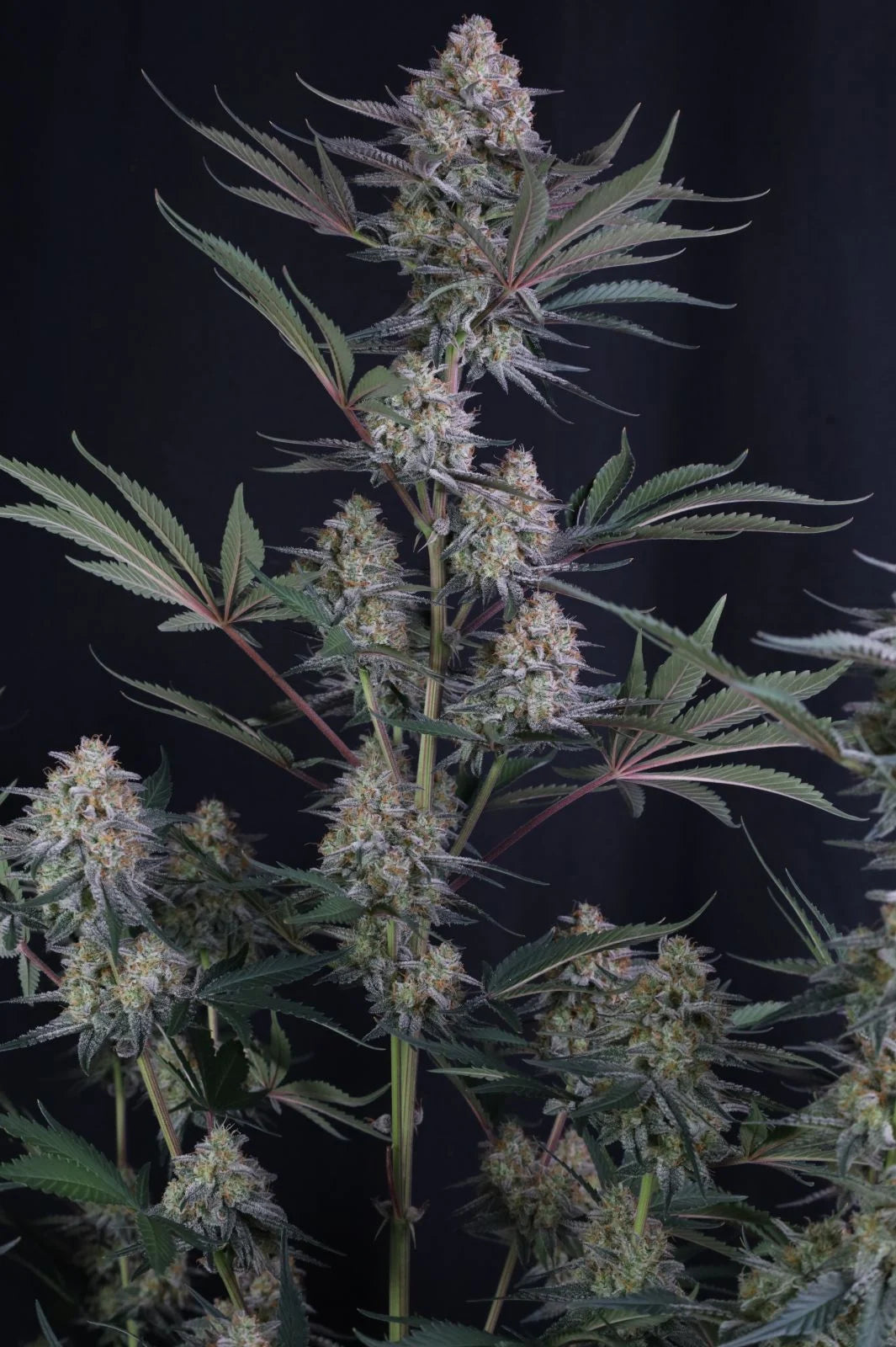 Lemon Tree Auto™ (Lemon Tree Cut x Z-Up Auto) 5 seeds + 1 Gorilla Z Auto