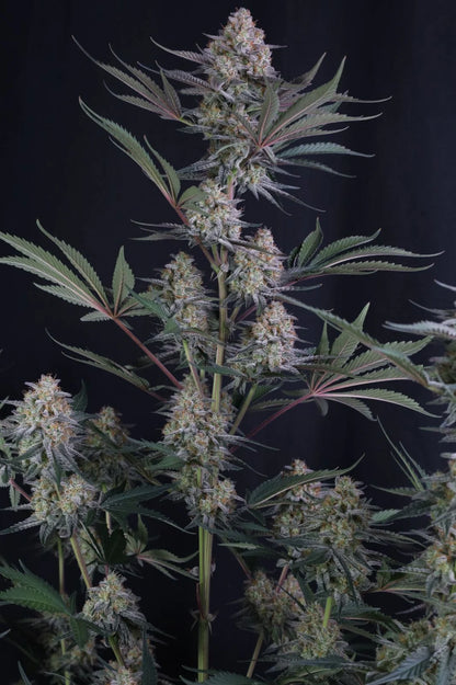 Lemon Tree Auto™ (Lemon Tree Cut x Z-Up Auto) 5 seeds + 1 Gorilla Z Auto