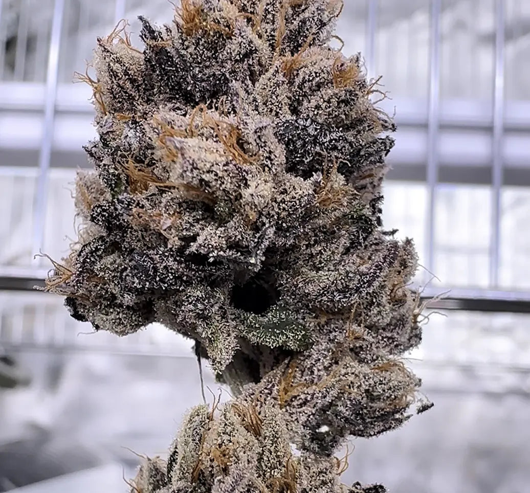 Love Lÿfe (Wild Lÿfe x The Smooch) Reg 15 seeds