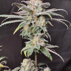 Deep Fried Banana Truffle (Banana Crème Brûlée #11 x Truffle Treats) 10 seeds