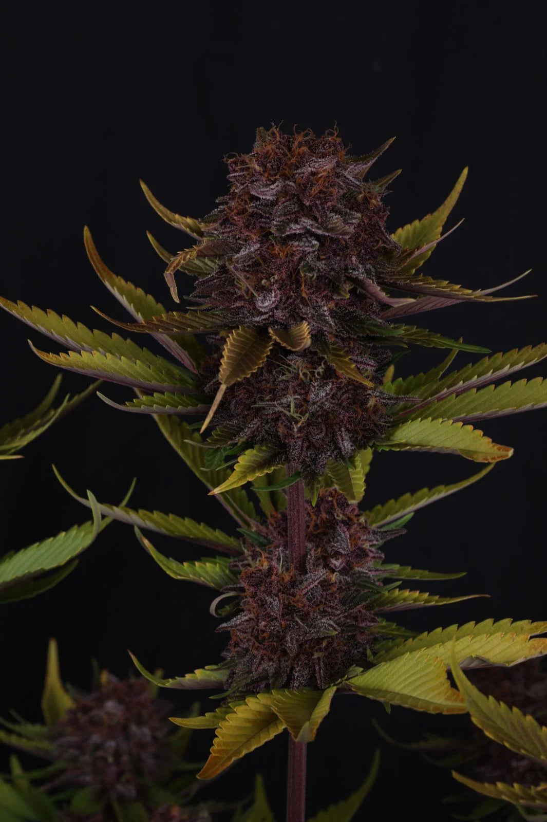 Purple Lemonade Auto RF3™ 7 seeds + 1 Gorilla Z Auto