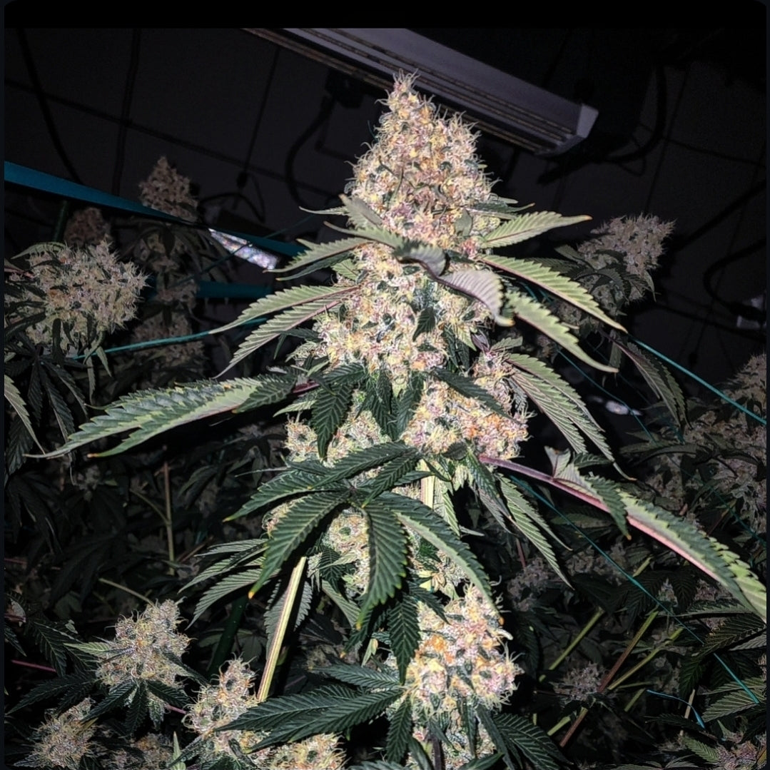 Lemon Whhip Haze (SLH IBL B Line) 5 seeds