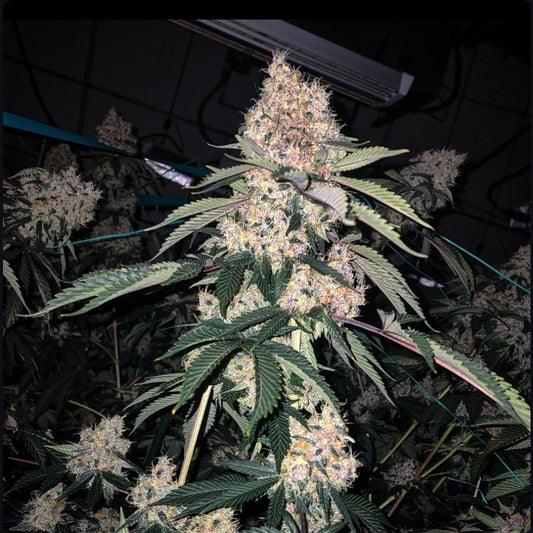 Lemon Whhip Haze (SLH IBL B Line) 5 seeds