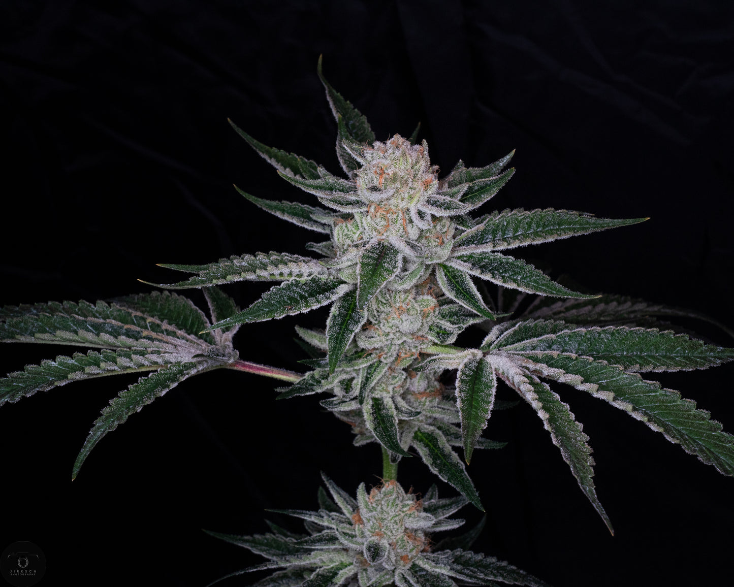 *last pack* French Toast x White Truffle (FEM) 6-Pack