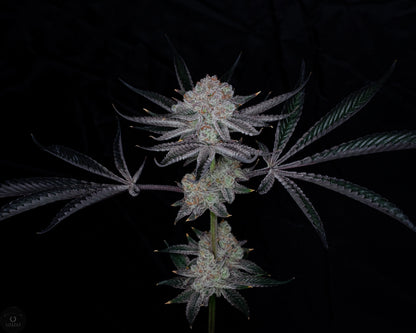 Gush Mints x Grape Cream Cake (FEM) 6-Pack