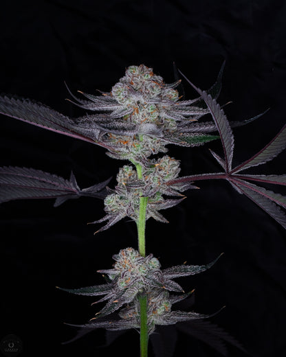 Gush Mints x Grape Cream Cake (FEM) 6-Pack