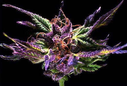 Kens Original - Grand Daddy Purple (Purple Urkel x Big Bud) 5 seeds