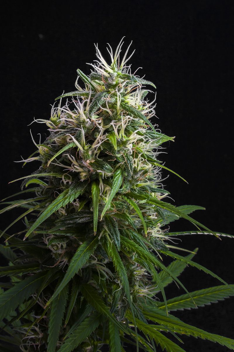 Lemon Heaven (Thai Ko samui x UK Pineapple) 20 seeds