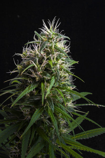 Lemon Heaven (Thai Ko samui x UK Pineapple) 20 seeds