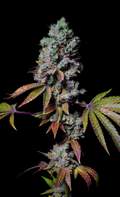 Mochi (Cherry x Thin Mint Cookies) 5 seeds - Pure Instinto 'Exotic Line'