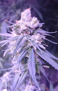 Gifted CBD (ACDC X Harle Tsu) 3 seeds