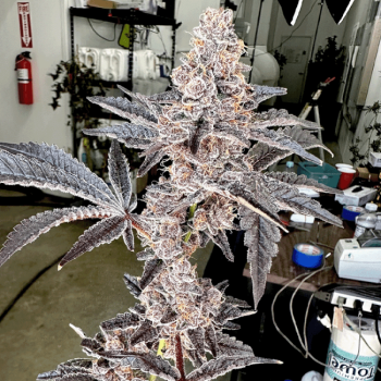 Strawneapple (Purple Pineapple x Gary Poppins) 6 seeds
