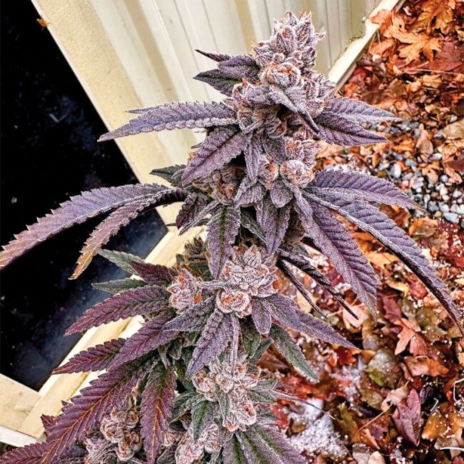 Yikes (Lemon Cherry Gelato x Falcon-9) 6 seeds