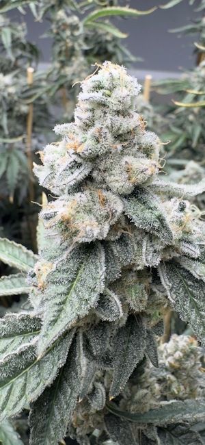 Sello (Dante´s Inferno x Pink LemonAid) 3 seeds