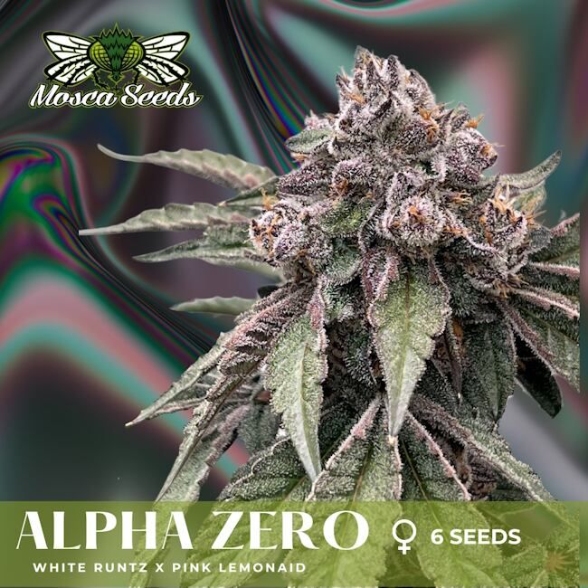 Alpha Zero (White Runtz x Pink LemonAid) 3 seeds