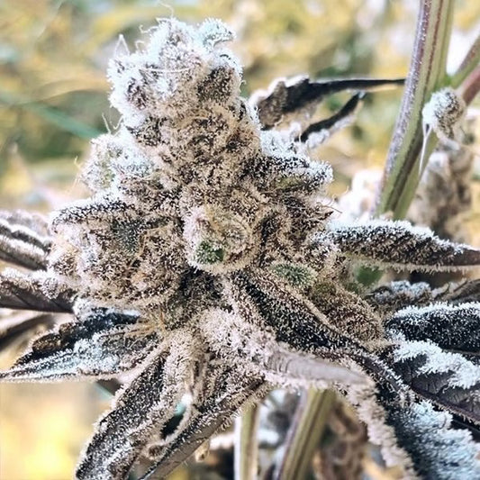 Masterpiece (Cap Junky x Platinum) 3 fem seeds