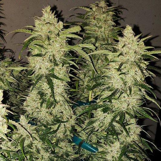 Zweet RBX2 Auto (Zweet Inzanity x Durban Auto) 6 seeds