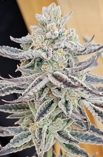 Platinum Zushi (Midori Zushi x Platinum) 3 seeds