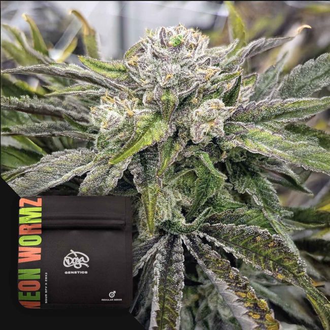 Neon Wormz (Sour SFX x ZBX2) 3 regular seeds