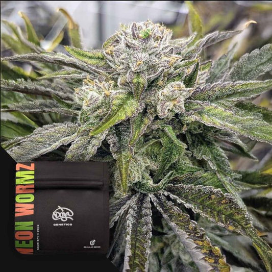 Neon Wormz (Sour SFX x ZBX2) 3 regular seeds