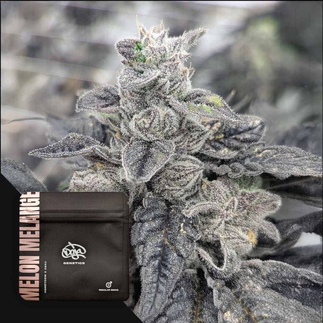 Melon Melange (Honey Dew x ZBX2) 3 regular seeds