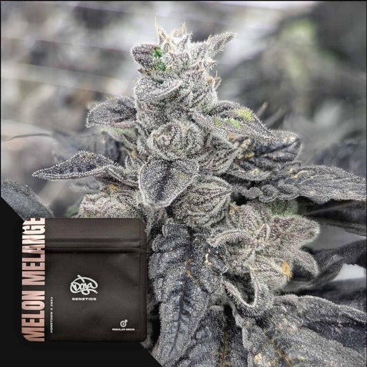 Melon Melange (Honey Dew x ZBX2) 3 regular seeds