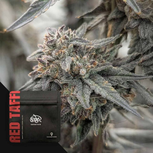 Red Taffi (White Taffi x Lemon Cherry Gelato) 3 seeds